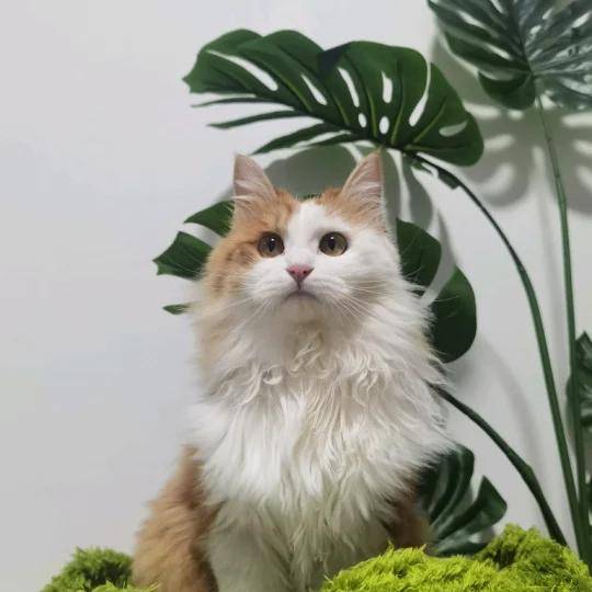 用户头像